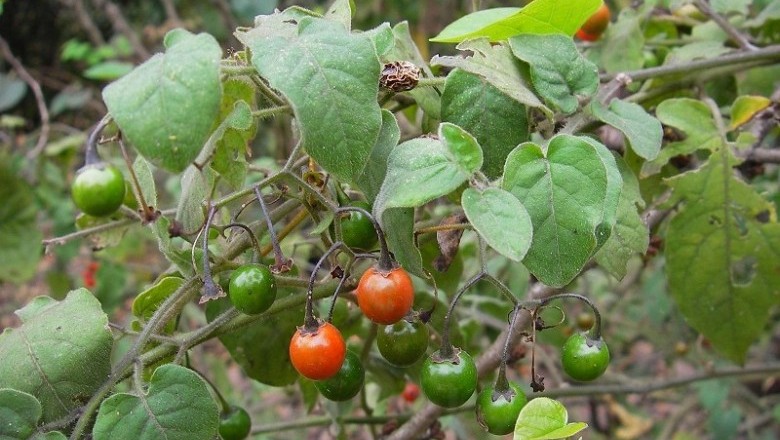 Cây Cà đắng ngọt. Solanum lyratum Thunb - Cây Thuốc Nam Quanh Ta